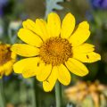 Blüten vom Blumenbeet