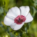 Blüten vom Blumenbeet