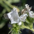 Blüten vom Blumenbeet