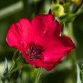 Blüten vom Blumenbeet
