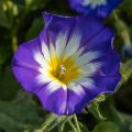 Blüten vom Blumenbeet