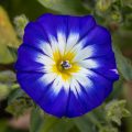 Blüten vom Blumenbeet