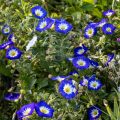 Blüten vom Blumenbeet