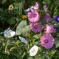 Blüten vom Blumenbeet