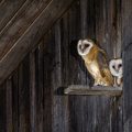 Schleiereule (Tyto alba) Jungvögel