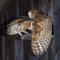 Schleiereule (Tyto alba) Jungvögel