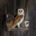 Schleiereule (Tyto alba) Jungvögel