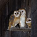 Schleiereule (Tyto alba) Jungvögel