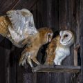 Schleiereule (Tyto alba) Jungvögel