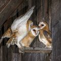 Schleiereule (Tyto alba) Jungvögel