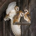 Schleiereule (Tyto alba) Jungvögel