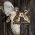 Schleiereule (Tyto alba) Jungvögel