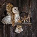 Schleiereule (Tyto alba) Jungvögel