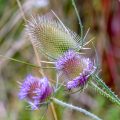 Wilde Karde (Dipsacus sylvester)