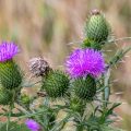Gewöhnliche Kratzdistel (Cirsium vulgare)
