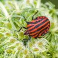 Streifenwanze (Graphosoma lineatum)
