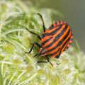 Streifenwanze (Graphosoma lineatum)