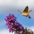 Taubenschwänzchen (Macroglossum stellatarum)