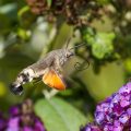 Taubenschwänzchen (Macroglossum stellatarum)