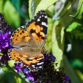 Distelfalter (Vanessa cardui)