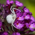 Veränderliche Krabbenspinne (Misumena vatia)