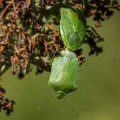 Grüne Stinkwanze (Palomena prasina)