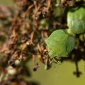 Grüne Stinkwanze (Palomena prasina)