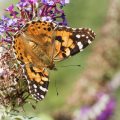Distelfalter (Vanessa cardui)