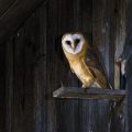 Schleiereule (Tyto alba) Jungvögel