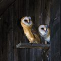 Schleiereule (Tyto alba) Jungvögel