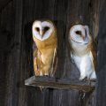 Schleiereule (Tyto alba) Jungvögel