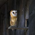 Schleiereule (Tyto alba) Jungvögel