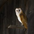Schleiereule (Tyto alba) Jungvögel