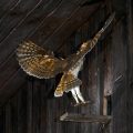 Schleiereule (Tyto alba) Jungvögel
