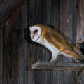 Schleiereule (Tyto alba) Jungvögel