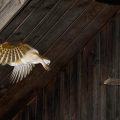 Schleiereule (Tyto alba) Jungvogel verlässt den Nistkasten