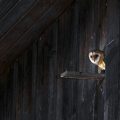Schleiereule (Tyto alba) Jungvögel