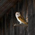 Schleiereule (Tyto alba) Jungvögel