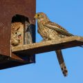 Turmfalke (Falco tinnunculus) Weibchen bringt Beute
