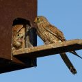 Turmfalke (Falco tinnunculus) Weibchen bringt Beute