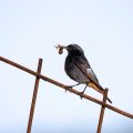 Hausrotschwanz (Phoenicurus ochruros) Männchen