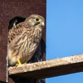 Turmfalke (Falco tinnunculus) Jungvogel am Nistkasten