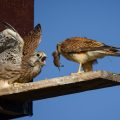 Turmfalke (Falco tinnunculus) Männchen bringt Beute