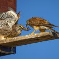 Turmfalke (Falco tinnunculus) Männchen bringt Beute