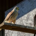 Turmfalke (Falco tinnunculus) Männchen
