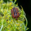 Streifenwanze (Graphosoma lineatum)