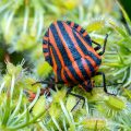 Streifenwanze (Graphosoma lineatum)