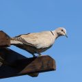Türkentaube (Streptopelia decaocto)