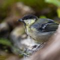 Kohlmeise (parus major) Jungvogel