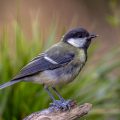Kohlmeise (parus major) Jungvogel
